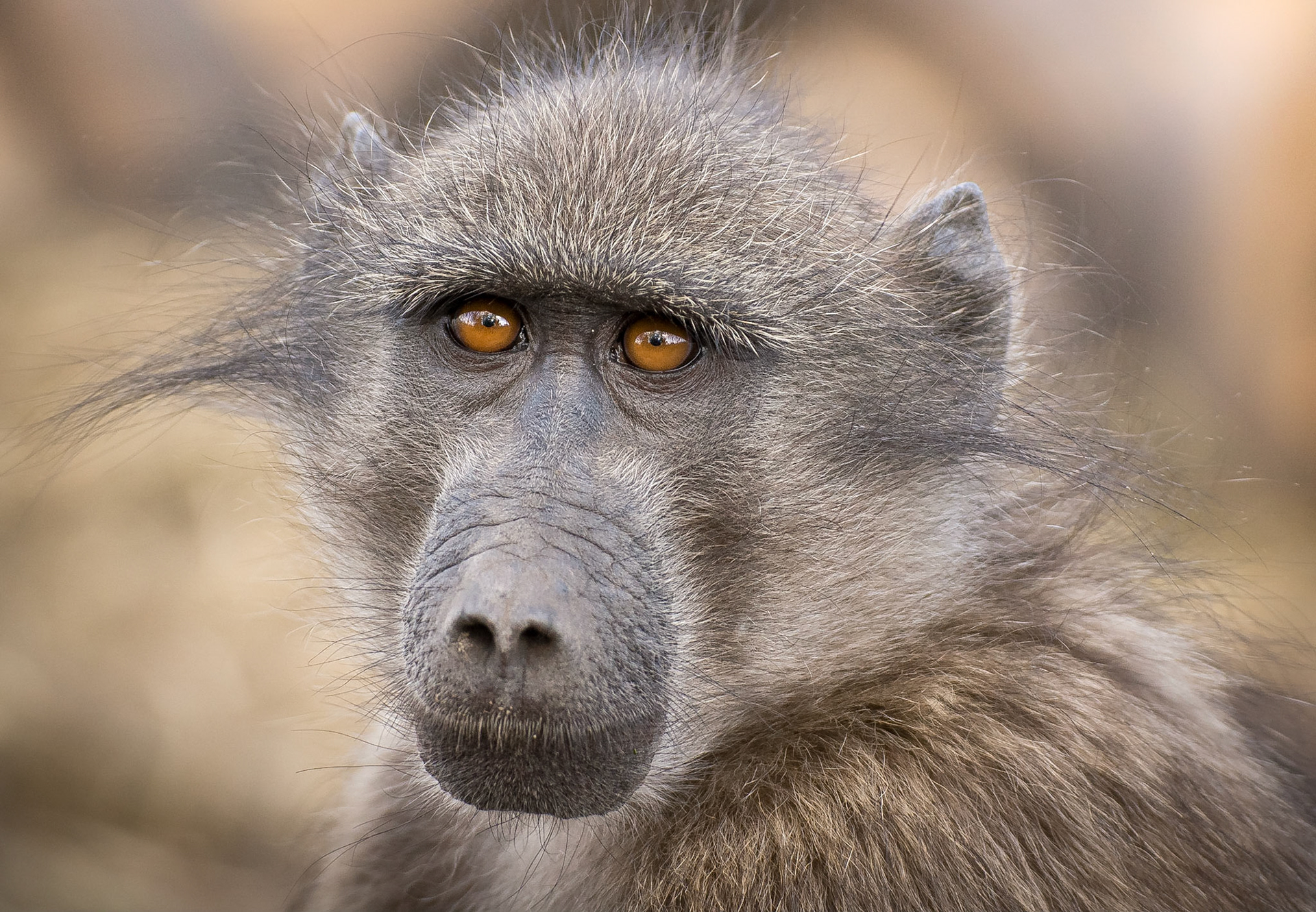 sad Baboon - 1/250 Sek. bei ƒ / 4,5 - ISO 500 - 202 mm