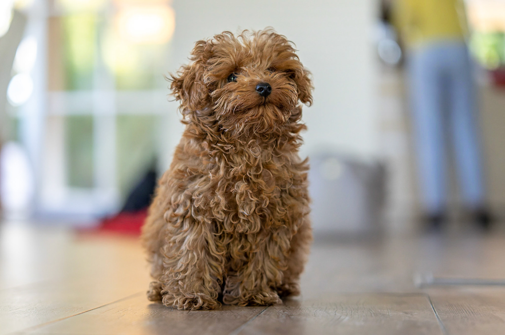 Coco 1/350 Sek. bei ƒ / 2,8; ISO 5000; 70 mm