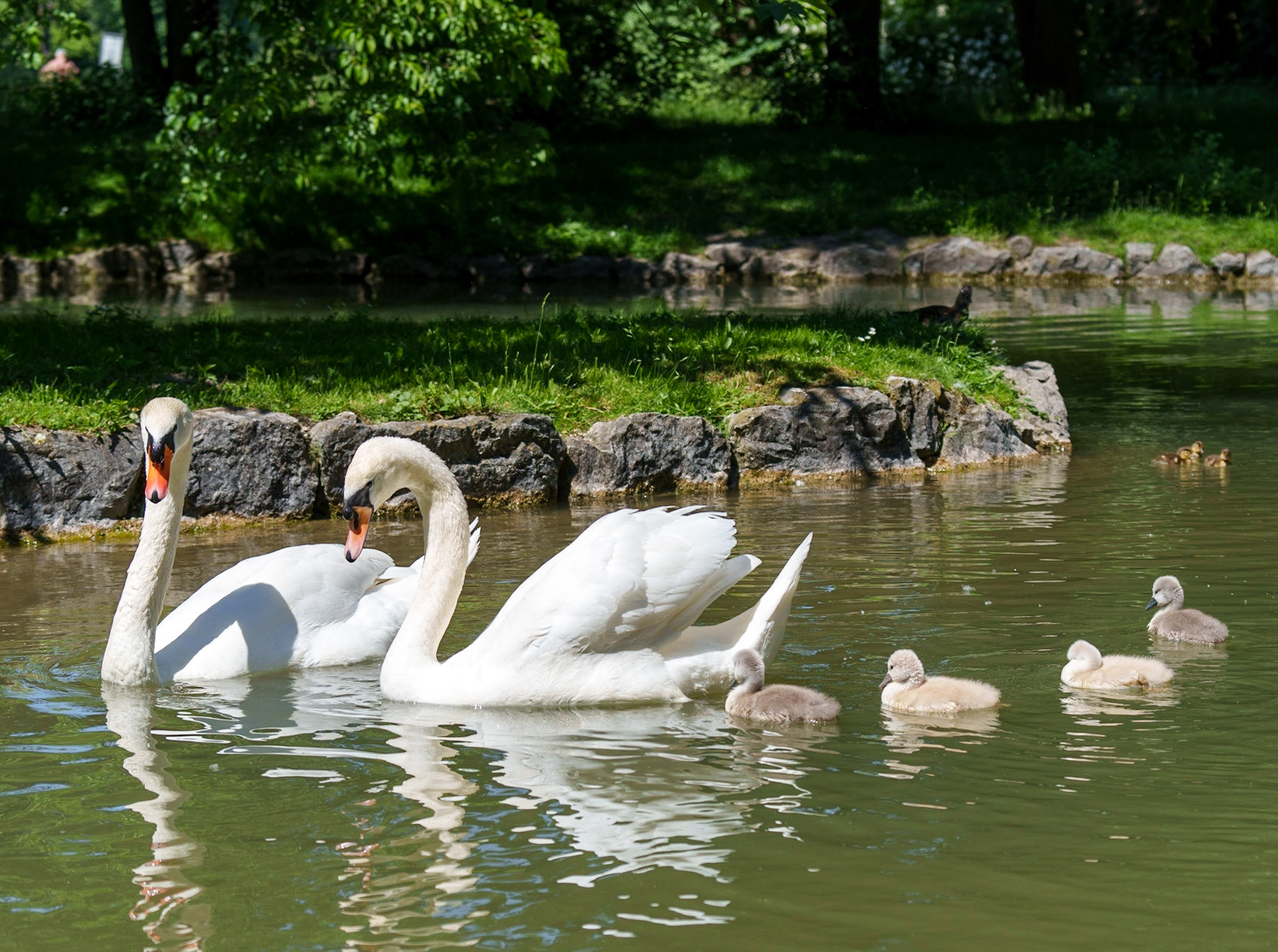 young swans 1/750 Sek. bei ƒ / 5,6; ISO 200; 70 mm