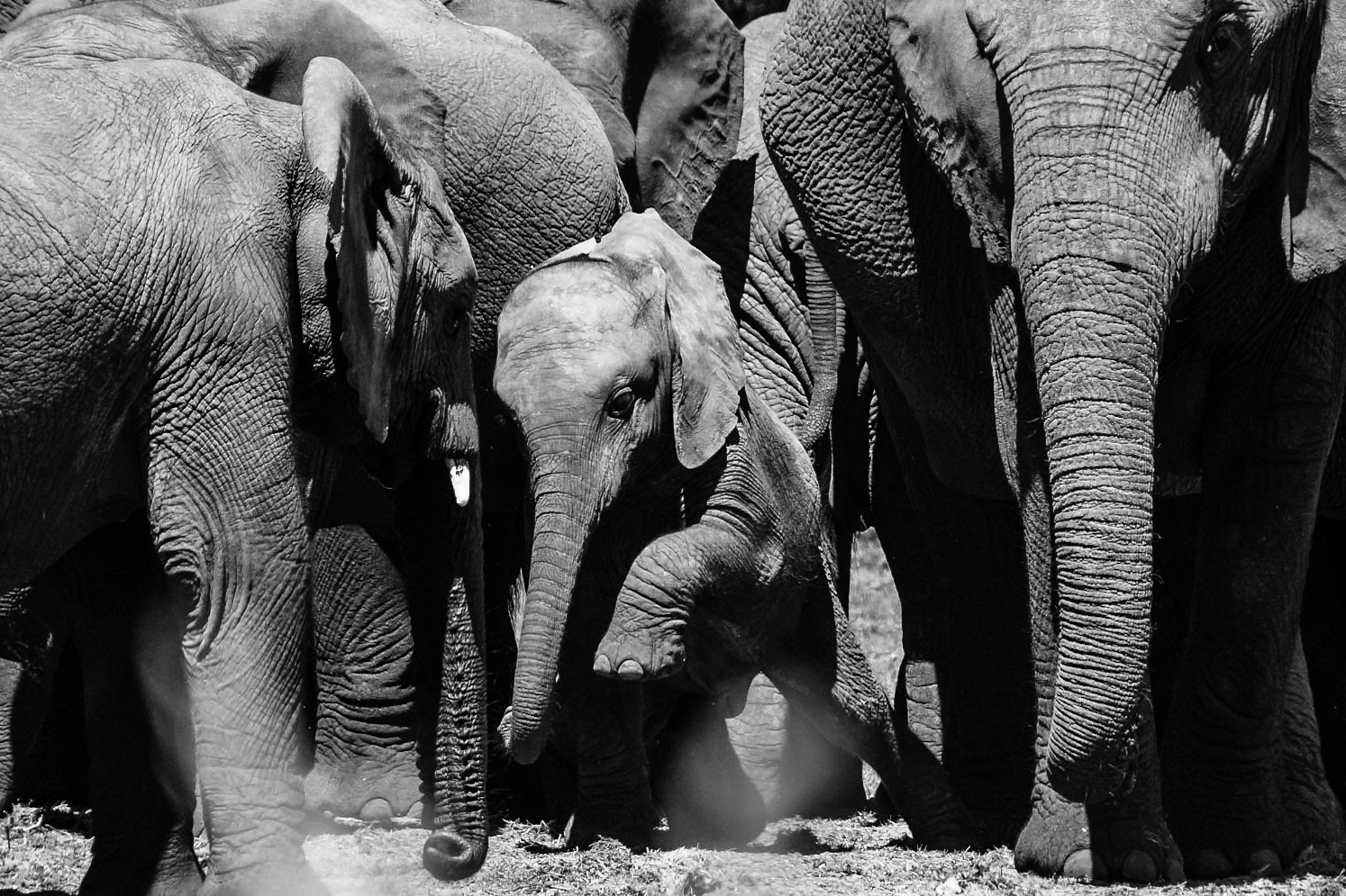 hey, let me through - 1/500 Sek. bei ƒ / 6,3 - ISO 200 - 450 mm