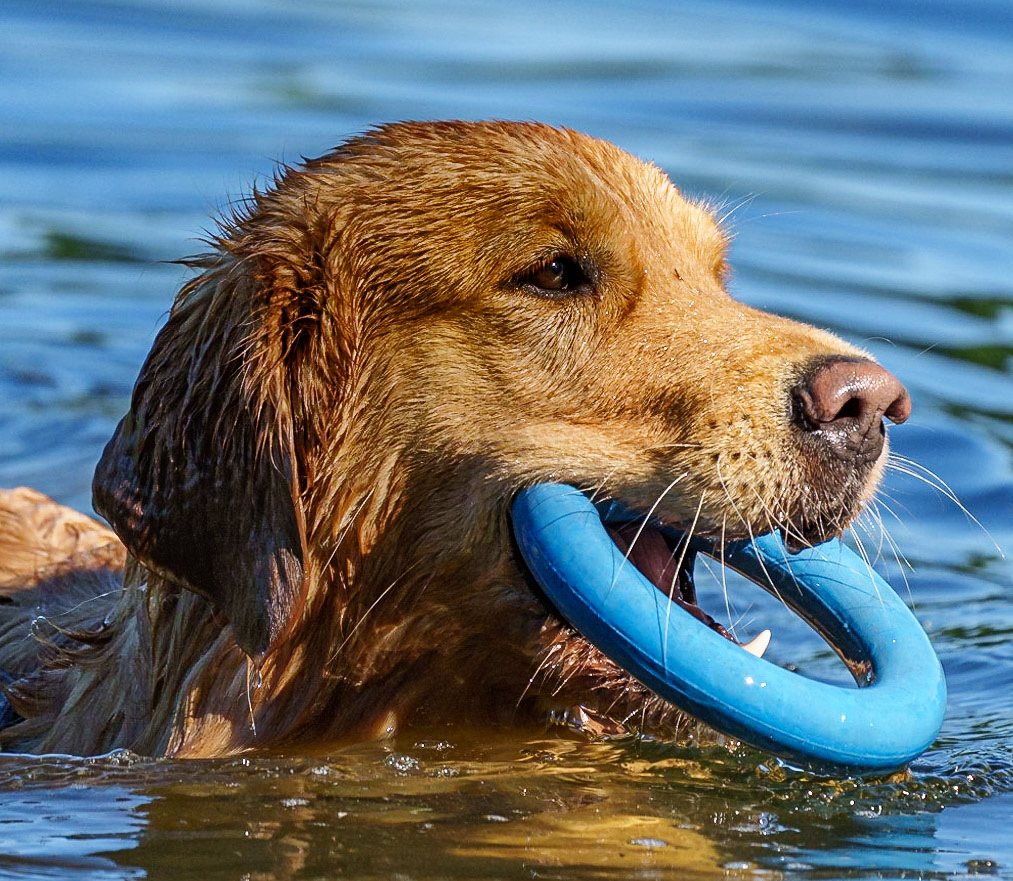 1/2000 Sek. bei ƒ / 6,3; ISO 1000; 600 mm