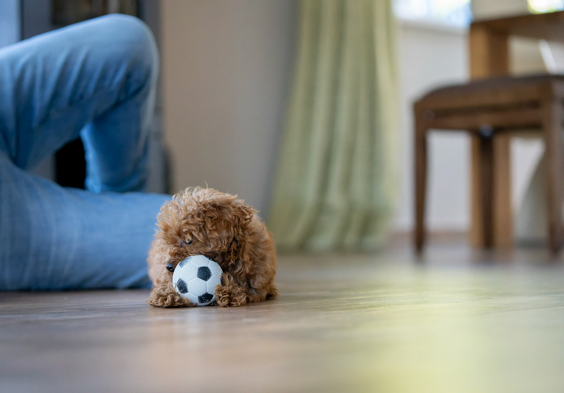 Coco 1/500 Sek. bei ƒ / 2,8; ISO 10000; 70 mm