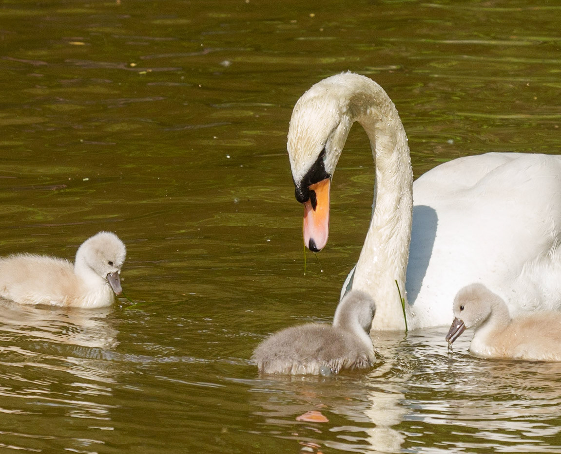young swans 1/1500 Sek. bei ƒ / 8,0; ISO 800; 161 mm