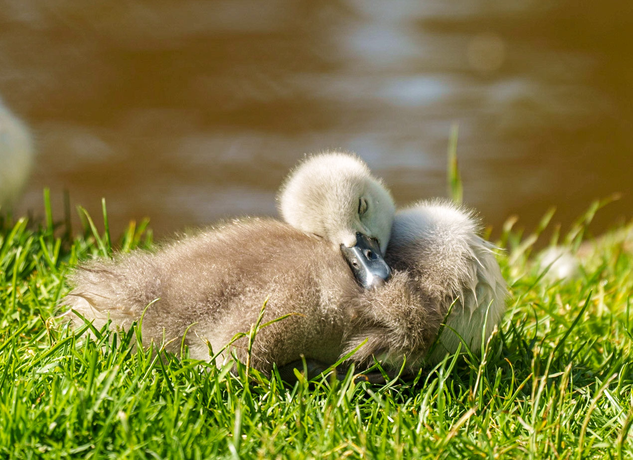 young swans 1/350 Sek. bei ƒ / 5,6; ISO 125; 300 mm