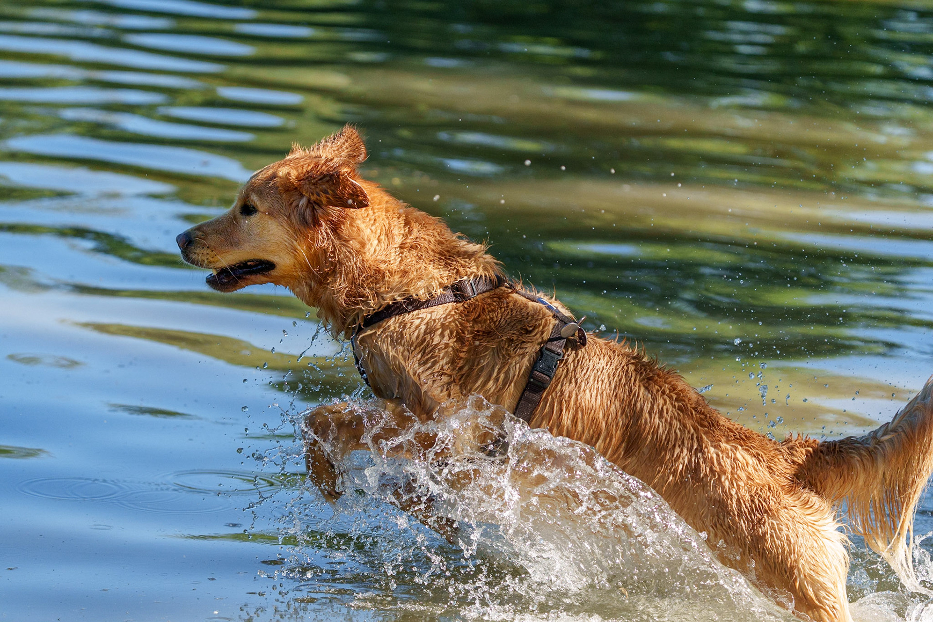 1/3000 Sek. bei ƒ / 5,6; ISO 2000; 200 mm