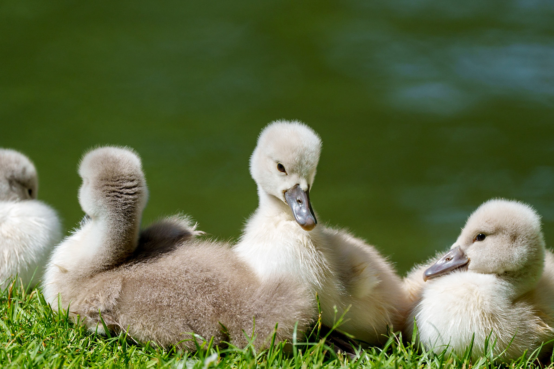 young swans 1/1500 Sek. bei ƒ / 8,0; ISO 500; 600 mm