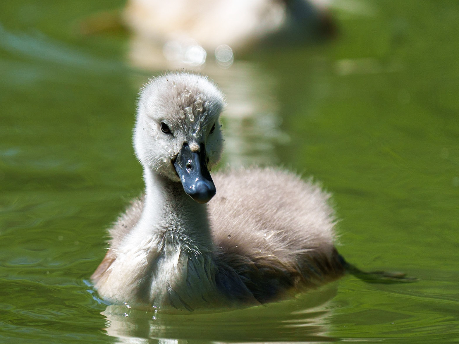 young swans 1/1500 Sek. bei ƒ / 6,7; ISO 400; 535 mm