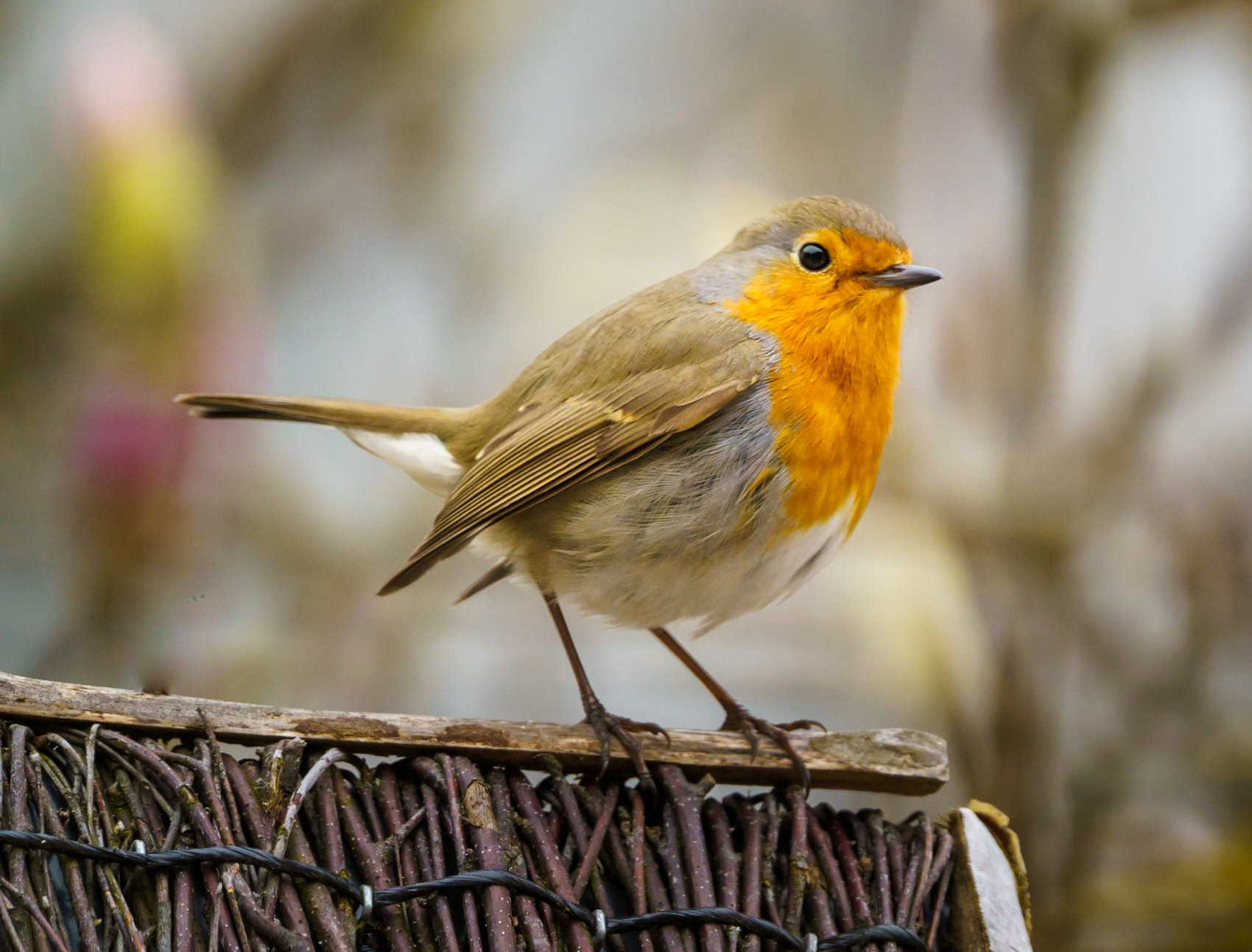 - 1/800 Sek. bei ƒ / 9,0 - ISO 2000 - 840 mm