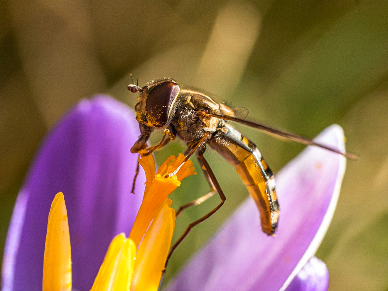 Hoverfly - 1/500 Sek. bei ƒ / 7,1 - ISO 2000 - 90 mm
