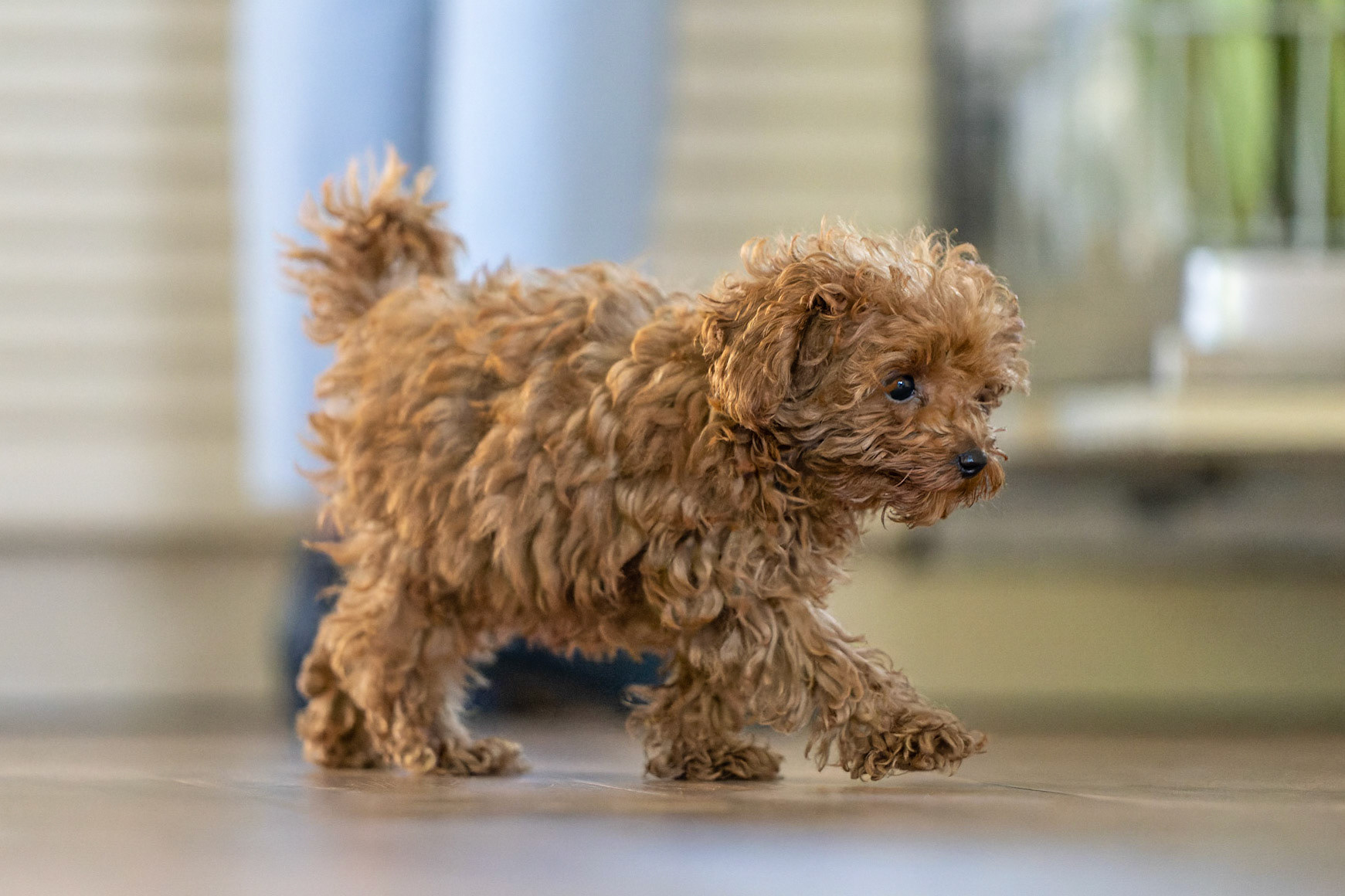 Coco 1/500 Sek. bei ƒ / 2,8; ISO 10000; 200 mm