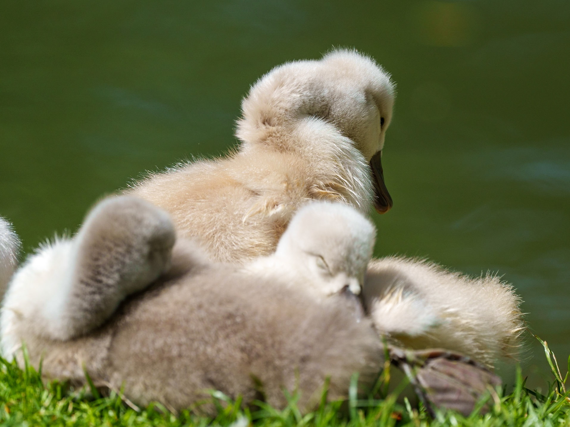 young swans 1/1500 Sek. bei ƒ / 8,0; ISO 500; 600 mm
