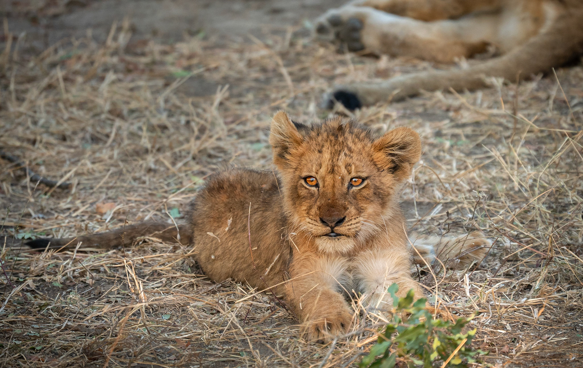 I'm the next lions king - 1/500 Sek. bei ƒ / 5,6 - ISO 1600 - 450 mm