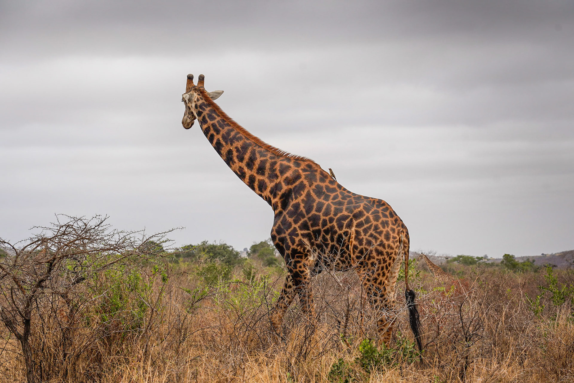 - 1/90 Sek. bei ƒ / 6,7 - ISO 125 - 105 mm