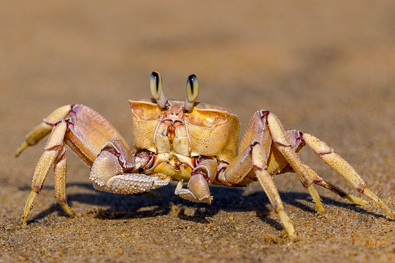 ghost grab - 1/1250 Sek. bei ƒ / 6,3 - ISO 160 - 484 mm