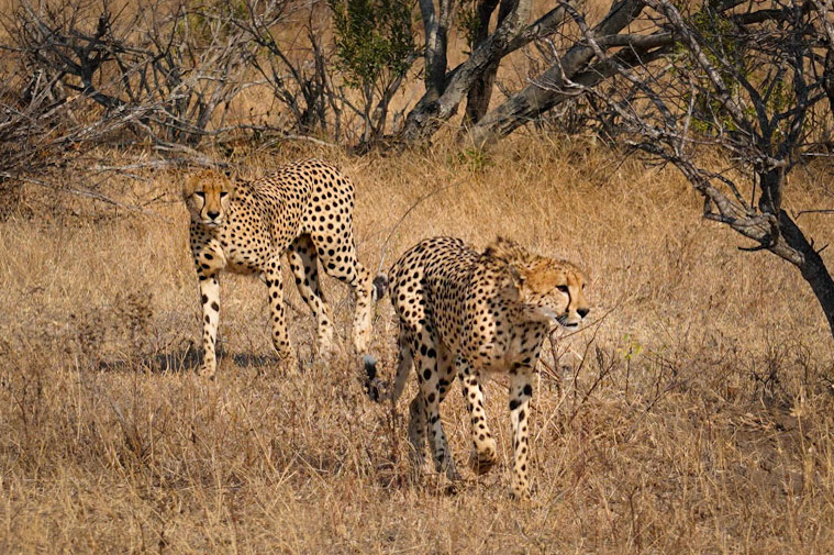 hunting Cheetahs - 1/800 Sek. bei ƒ / 6,3 - ISO 160 - 105 mm