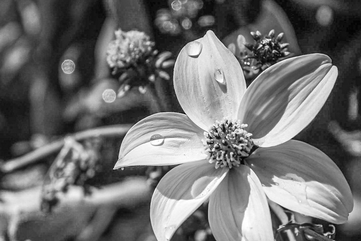 teardrops - 1/640 Sek. bei ƒ / 8,0 - ISO 100 - 120 mm