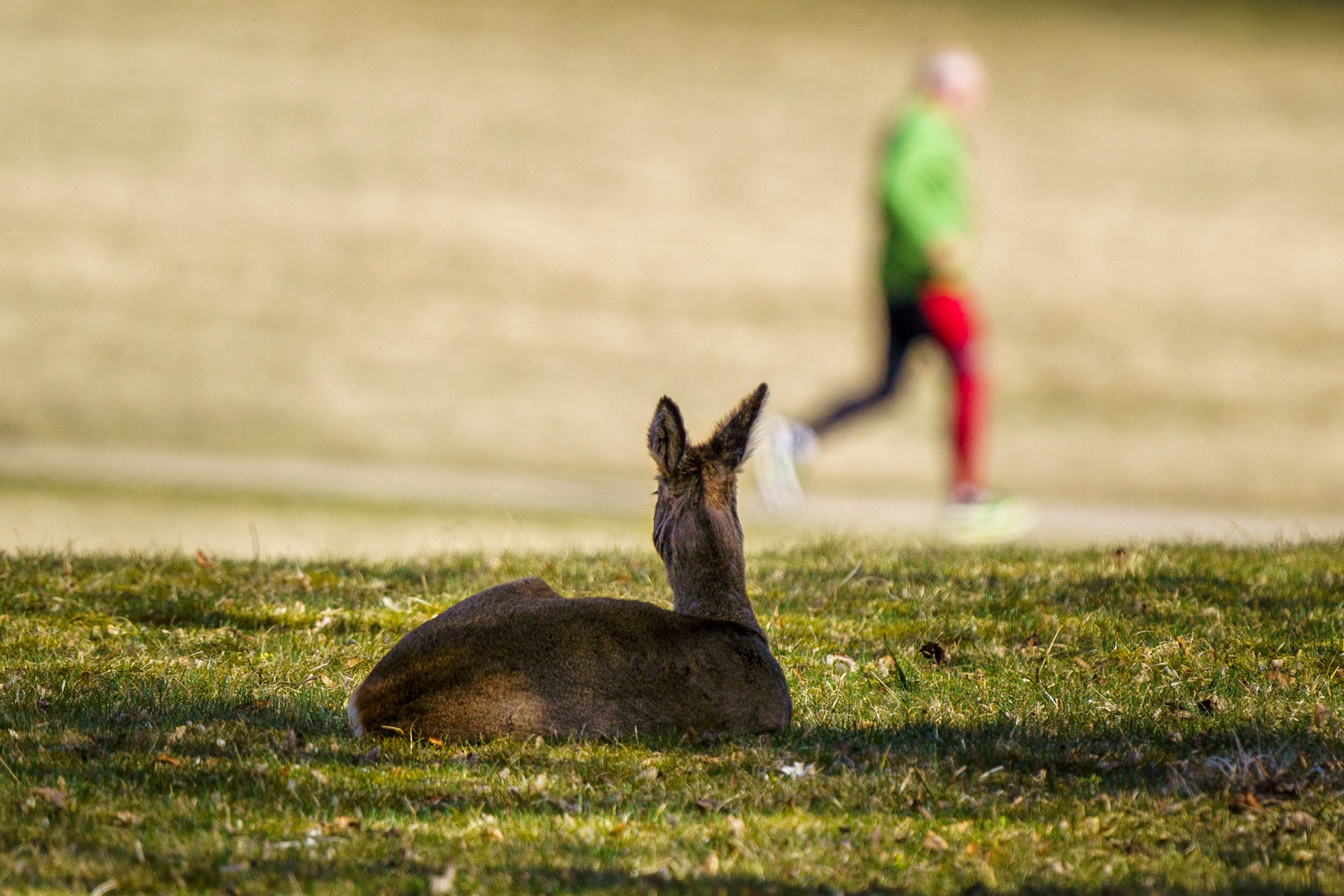 Jogger watching roe deer - 1/1250 Sek. bei ƒ / 9,0 - ISO 400 - 1198 mm