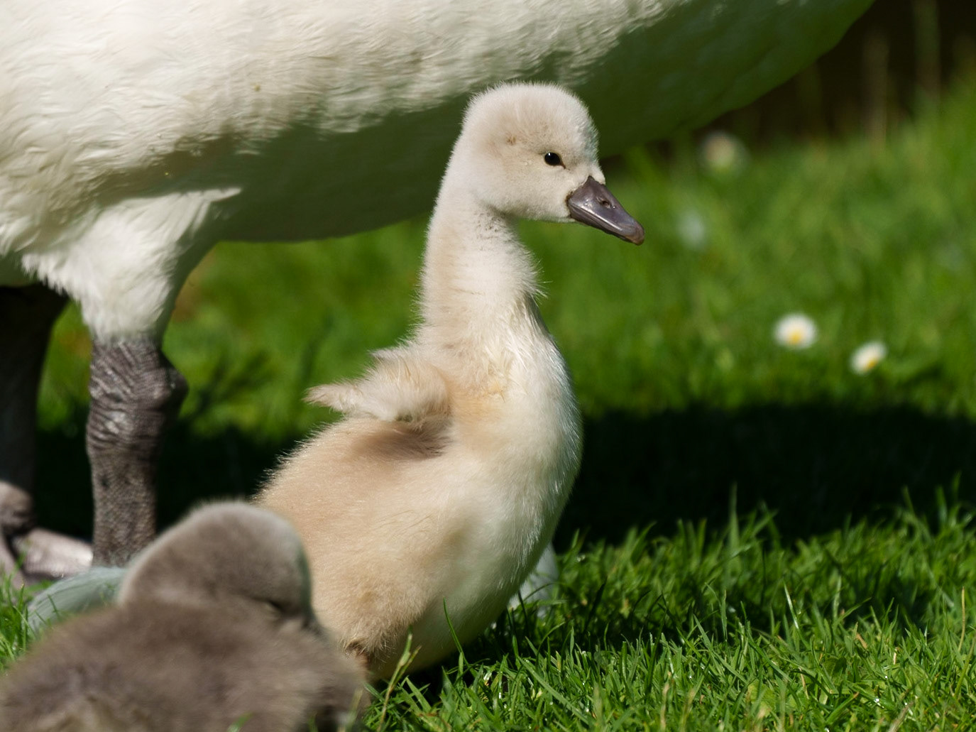 young swans 1/1500 Sek. bei ƒ / 5,6; ISO 200; 300 mm