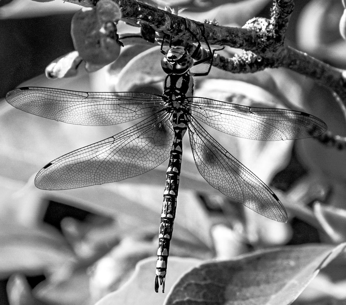 blue-green maidenhead - 1/500 Sek. bei ƒ / 7,1 - ISO 800 - 450 mm