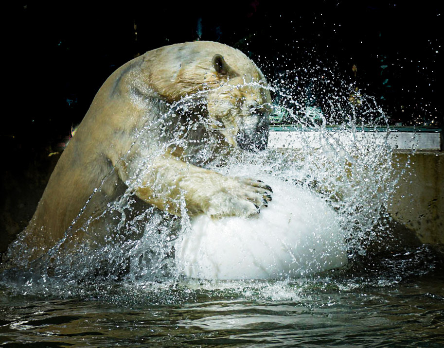catch the ball - 1/800 Sek. bei ƒ / 6,3 - ISO 100 - 210 mm