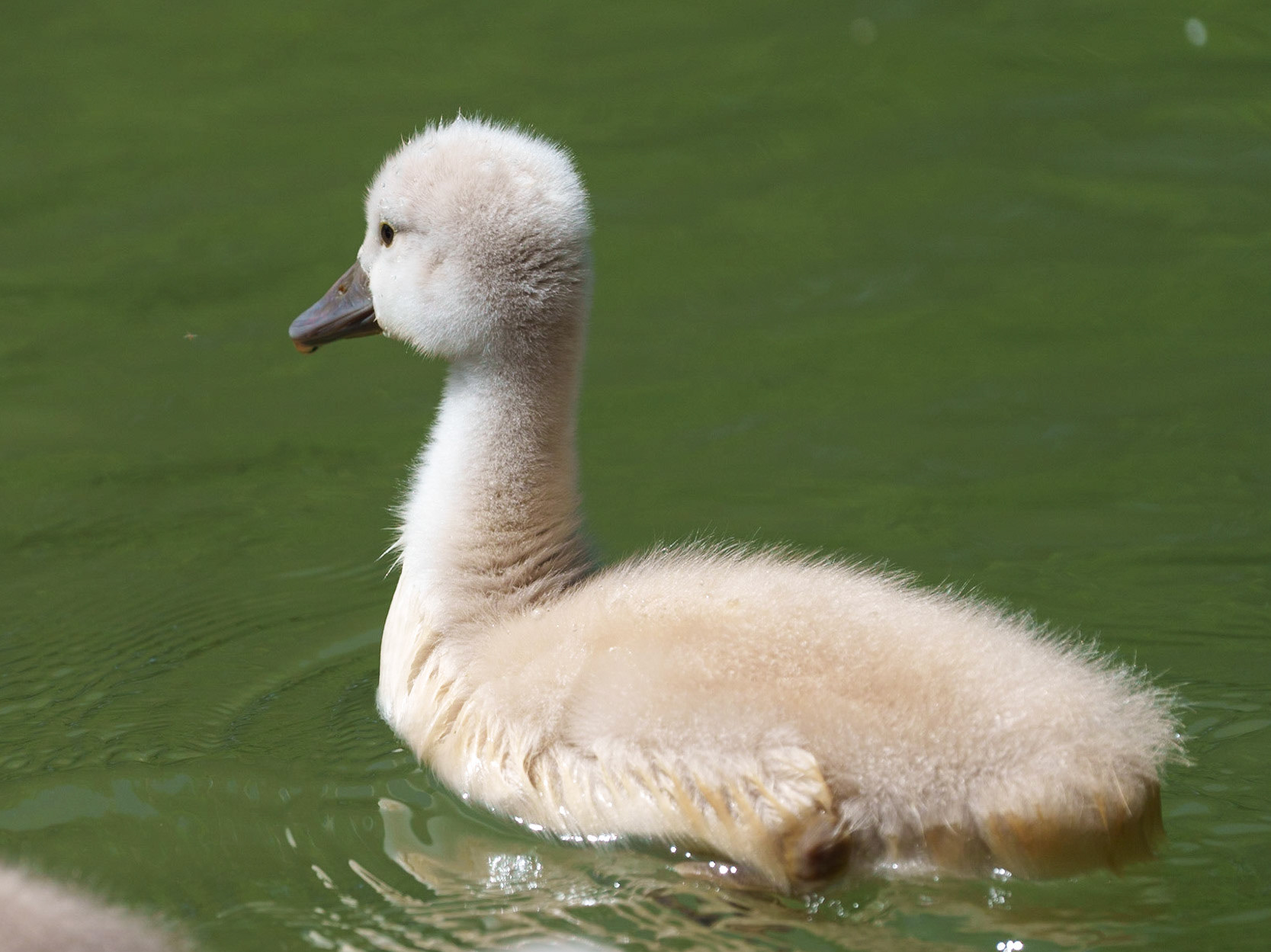 young swans 1/1500 Sek. bei ƒ / 6,7; ISO 400; 553 mm