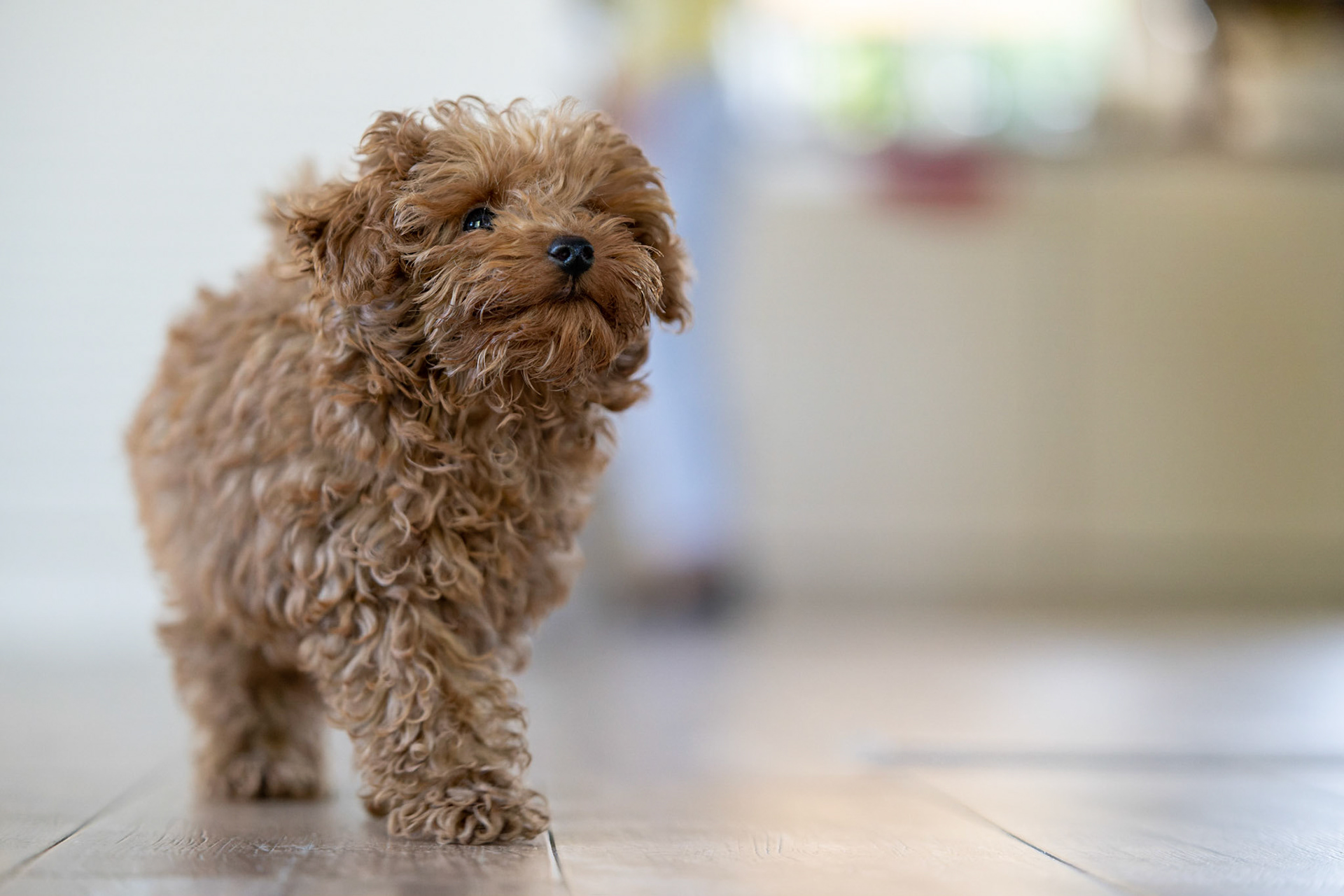 Coco 1/350 Sek. bei ƒ / 2,8; ISO 6400; 85 mm