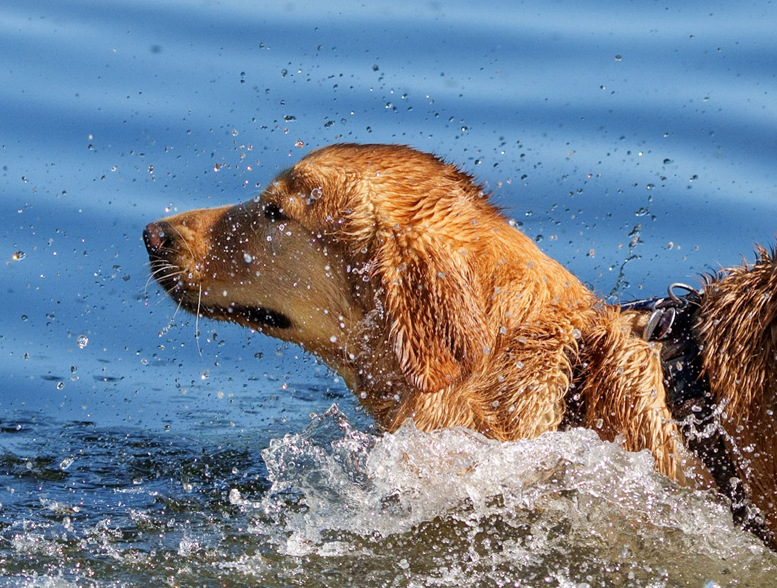 1/3000 Sek. bei ƒ / 5,6; ISO 1250; 200 mm