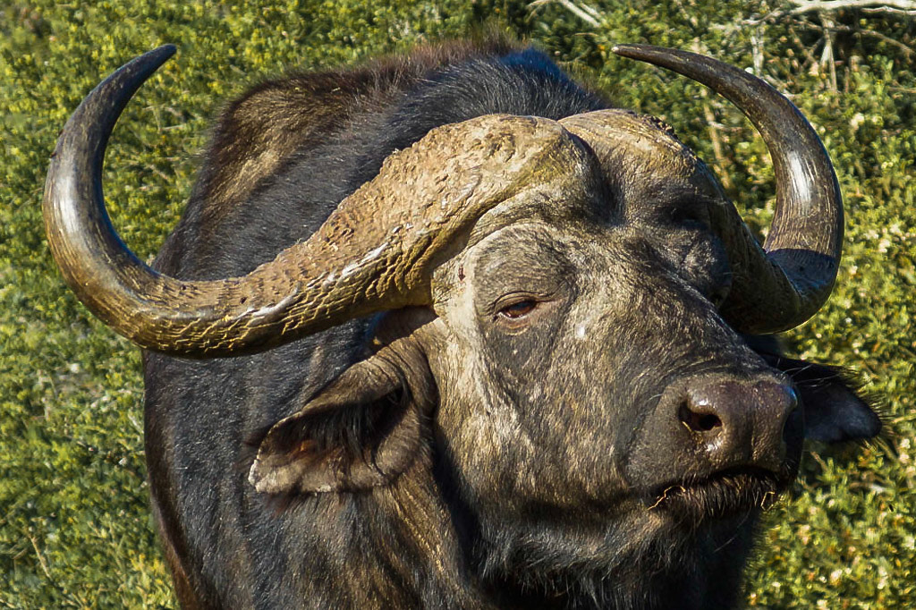 Kaffernbüffel - 1/320 Sek. bei ƒ / 5,0 - ISO 100 - 120 mm