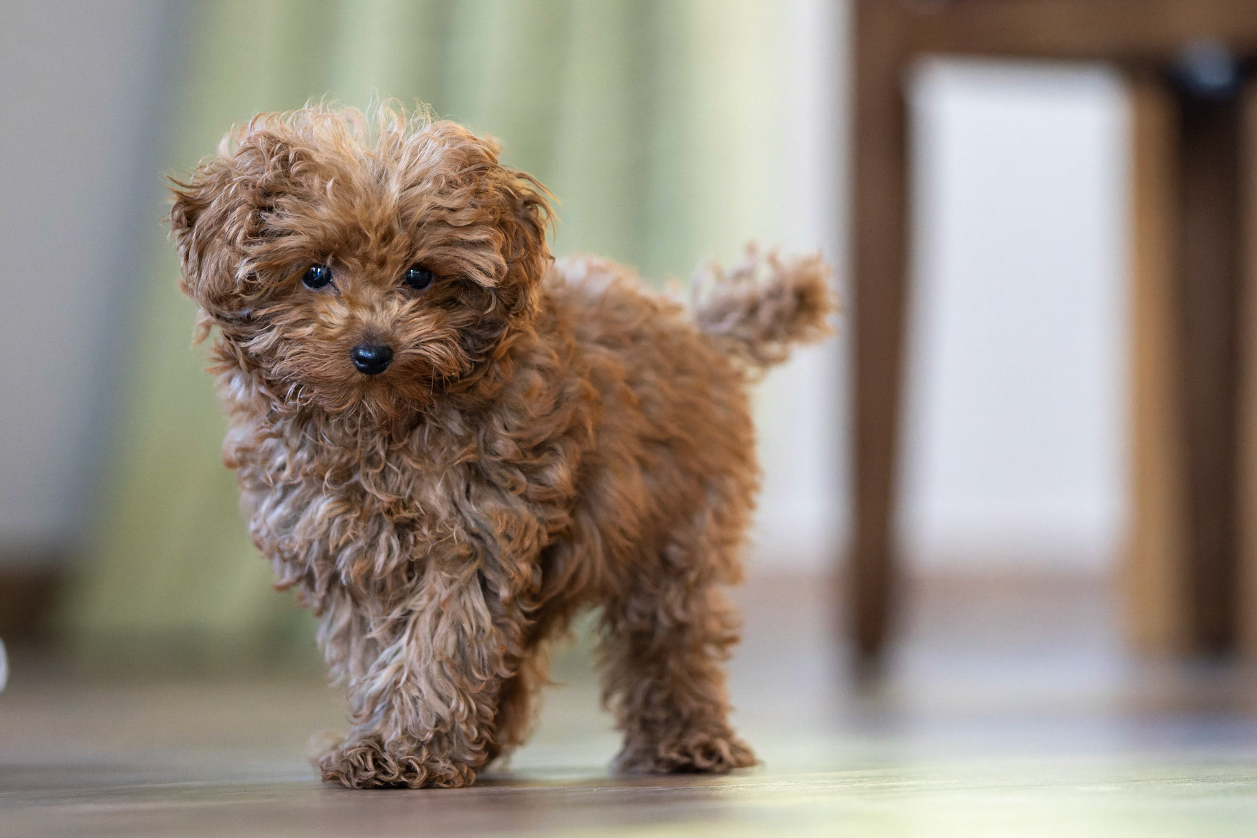 Coco 1/350 Sek. bei ƒ / 2,8; ISO 8000; 138 mm