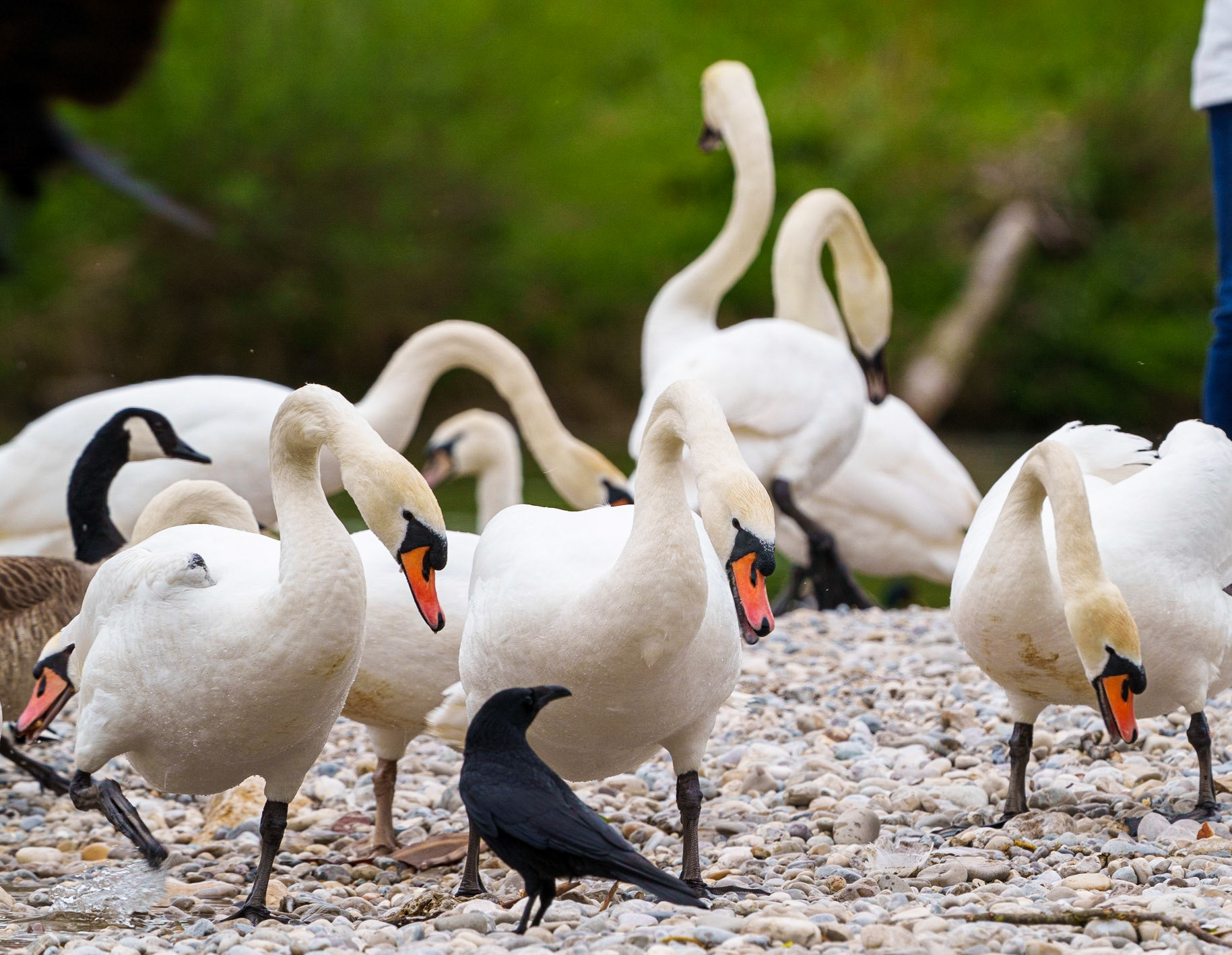 swan feeding 1/320 Sek. bei ƒ / 11; ISO 400; 622 mm