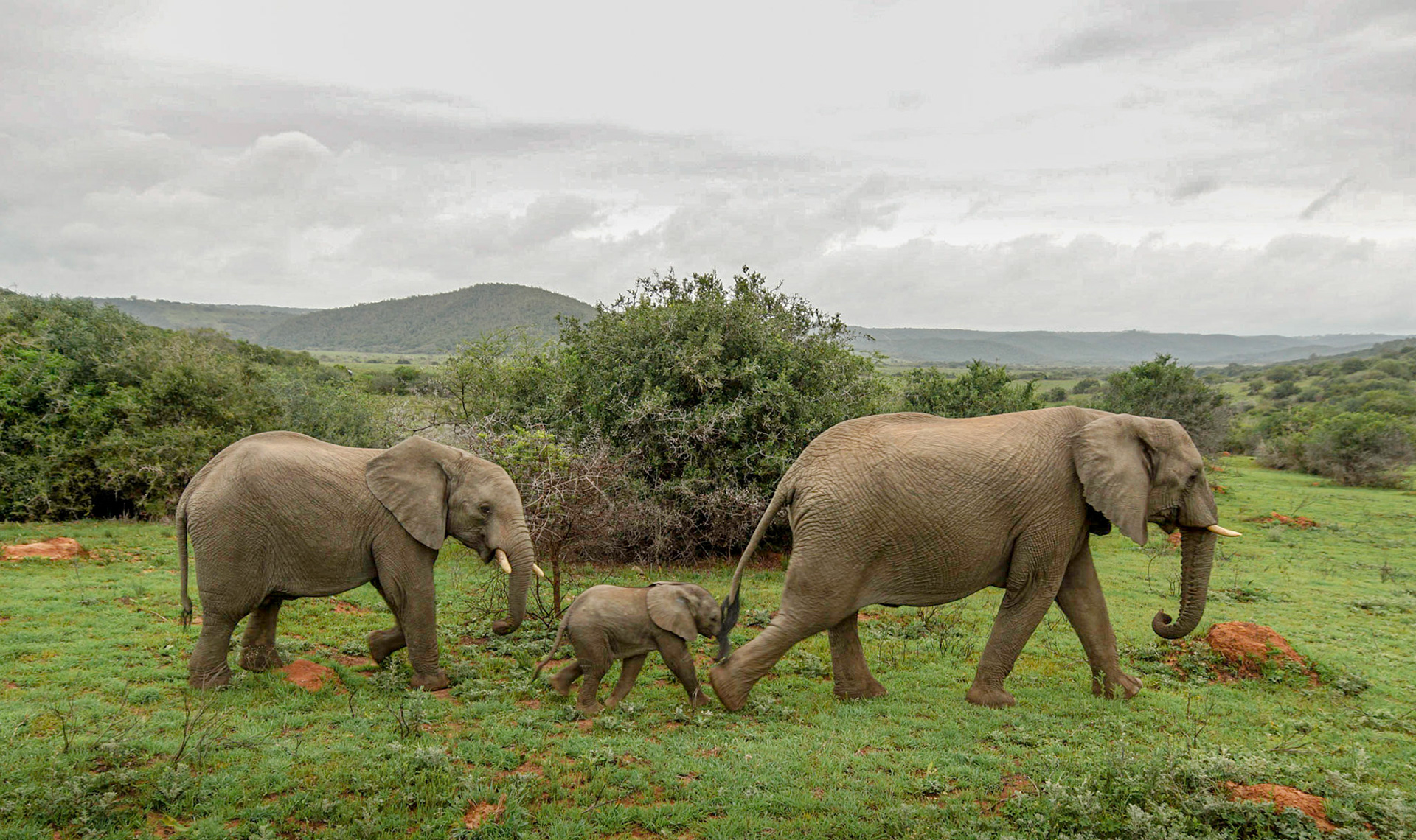 Elephant Family - 1/100 Sek. bei ƒ / 4,0 - ISO 100 - 24 mm