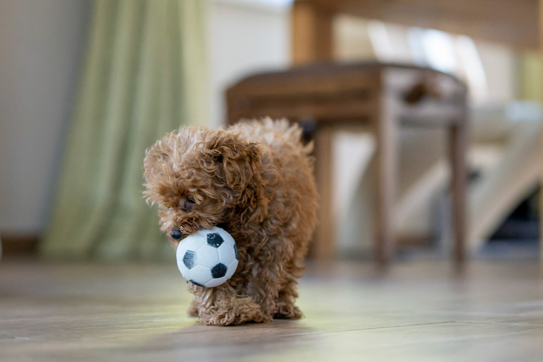 Coco 1/500 Sek. bei ƒ / 2,8; ISO 8000; 70 mm