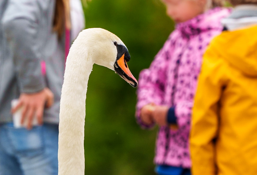 swan feeding 1/320 Sek. bei ƒ / 11; ISO 500; 840 mm