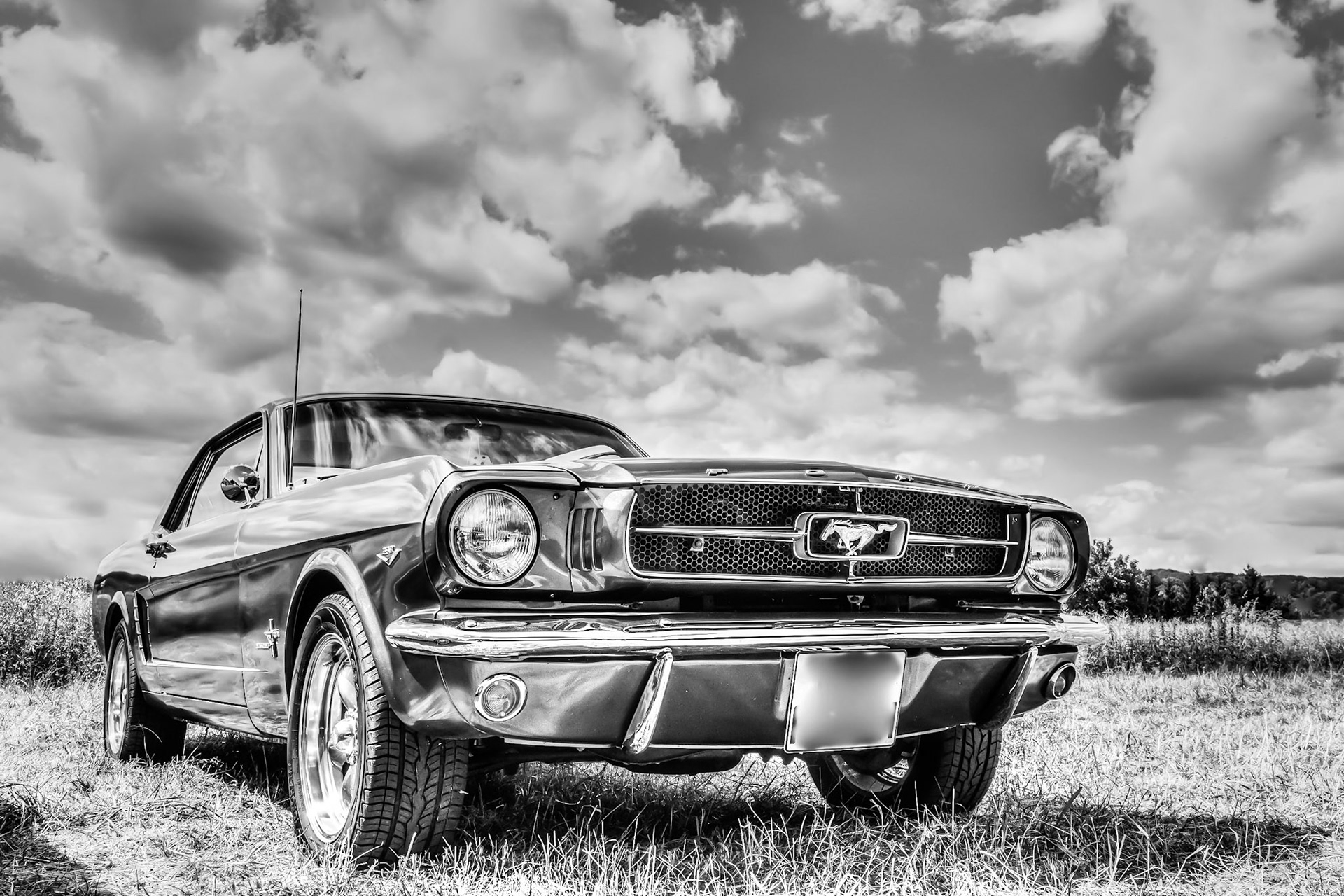 wild horse - 1/200 Sek. bei ƒ / 10 - ISO 100 -