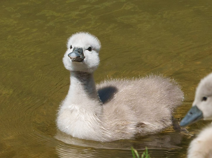 young swans 1/1500 Sek. bei ƒ / 11; ISO 1000; 200 mm
