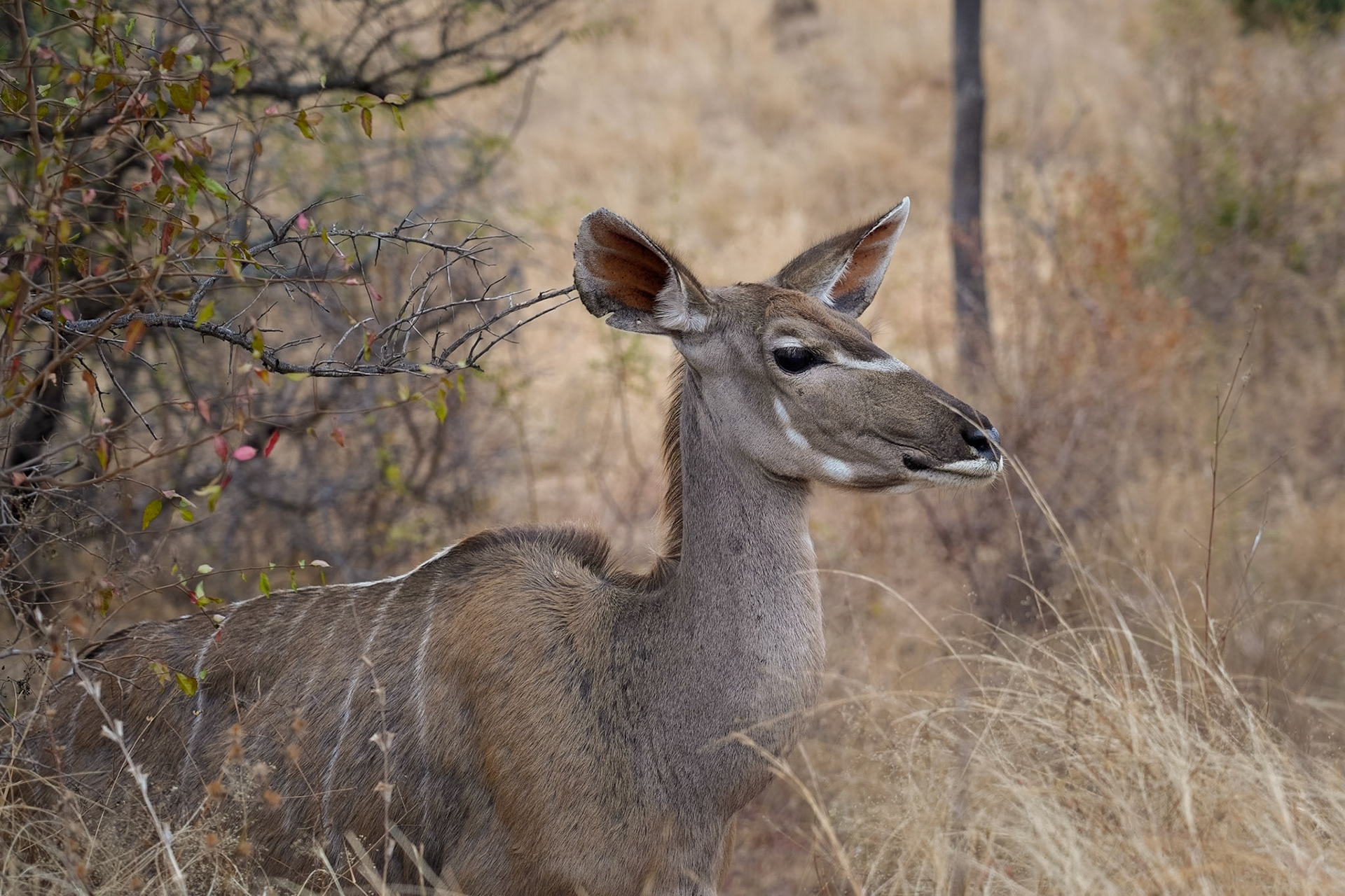 lonley Kudu - 1/200 Sek. bei ƒ / 5,0 - ISO 250 - 105 mm