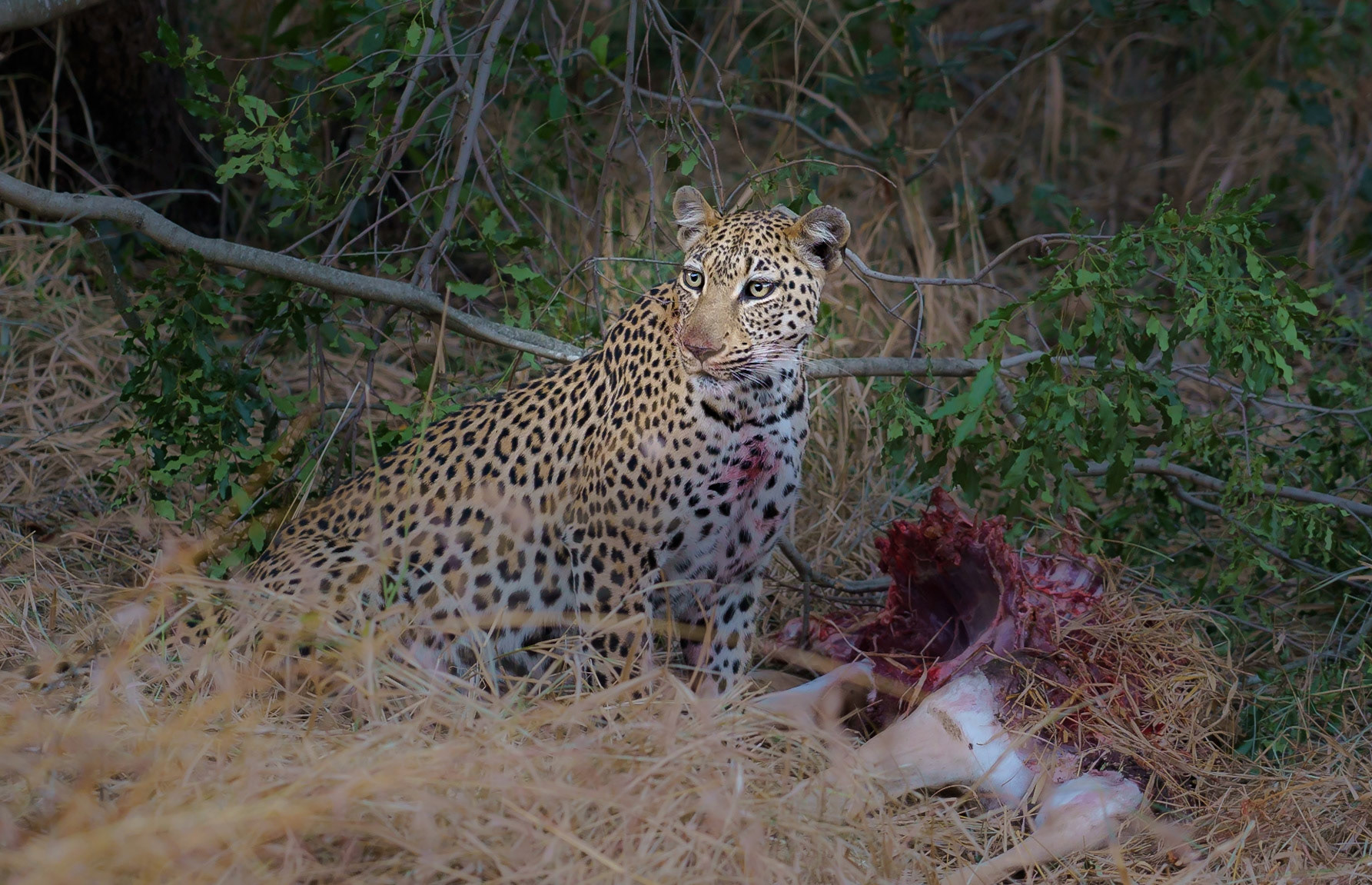 youn leopard having a meal - 1/60 Sek. bei ƒ / 4,0 - ISO 1600 - 105 mm