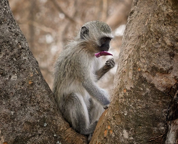 Grivet Monkey - 1/125 Sek. bei ƒ / 6,3 - ISO 400 - 105 mm