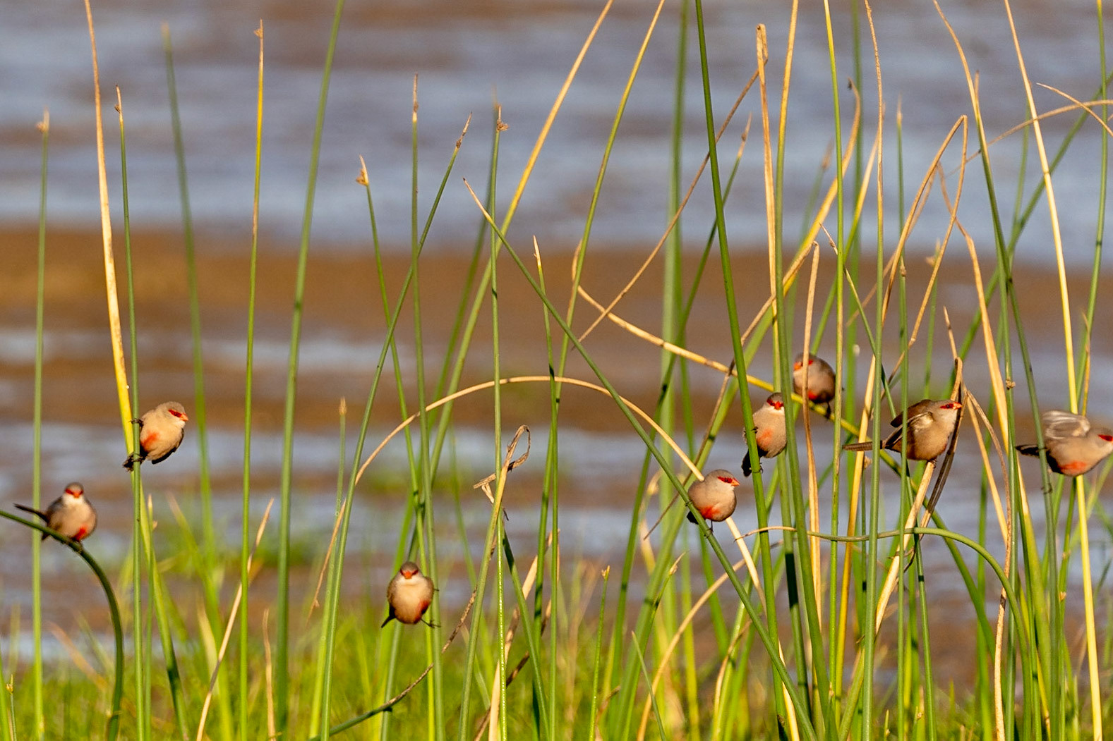 Organ pipes - 1/2000 Sek. bei ƒ / 6,3 - ISO 640 - 600 mm
