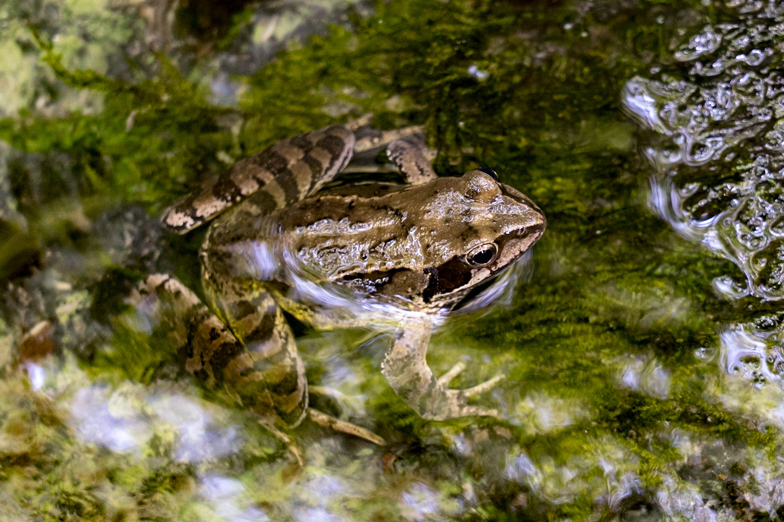 european grass frog - 1/45 Sek. bei ƒ / 6,7 - ISO 6400 - 105 mm