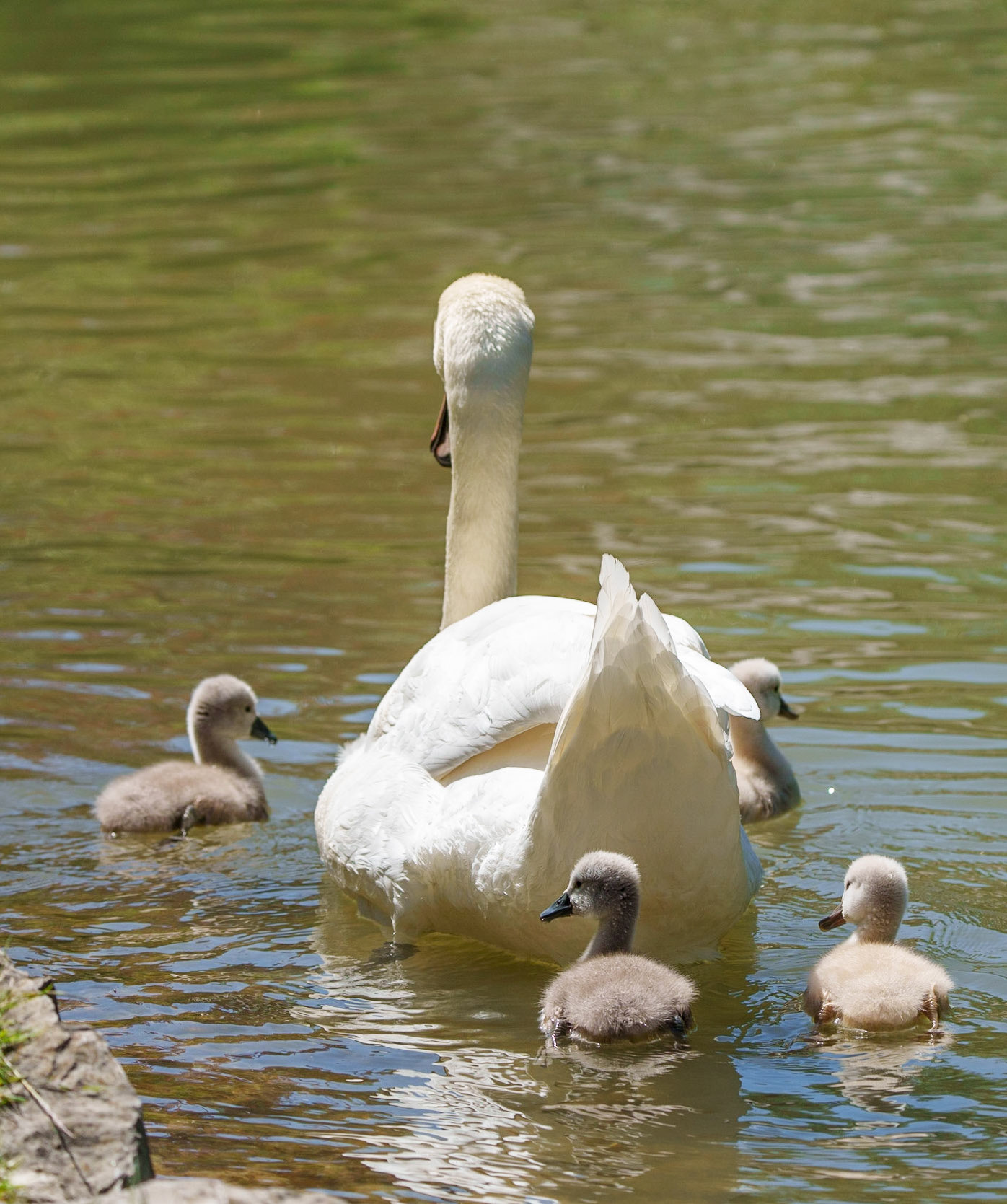 young swans 1/1500 Sek. bei ƒ / 6,7; ISO 400; 236 mm