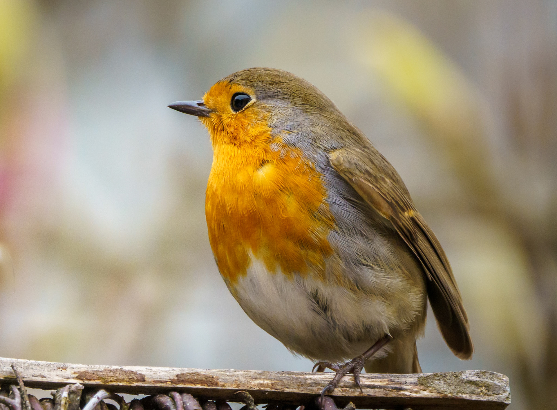 Robin - 1/800 Sek. bei ƒ / 9,0 - ISO 2000 - 840 mm