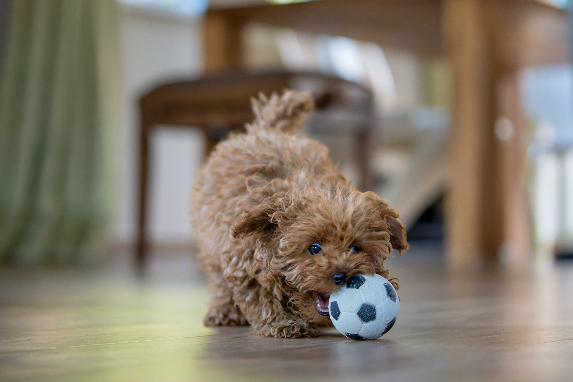 Coco 1/500 Sek. bei ƒ / 2,8; ISO 6400; 70 mm