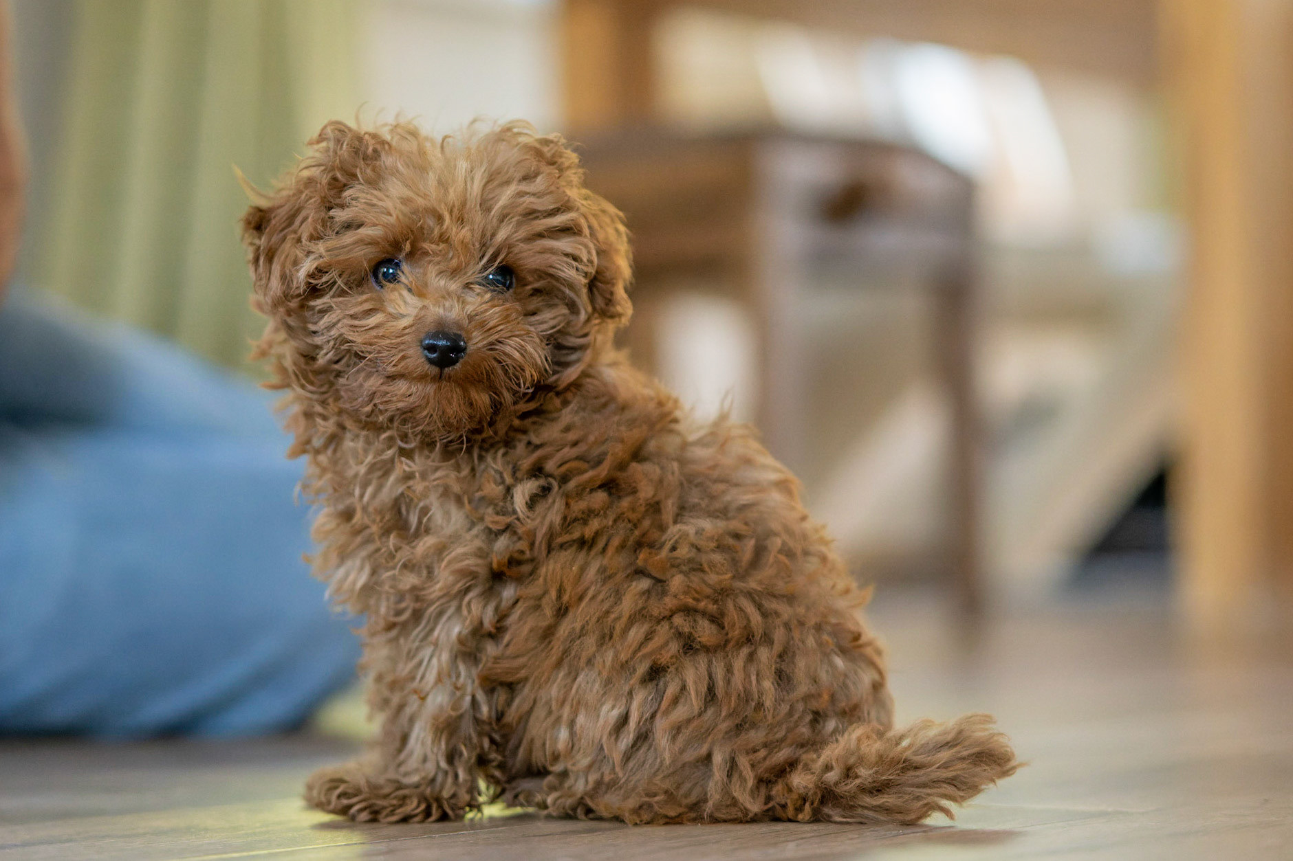 Coco 1/500 Sek. bei ƒ / 2,8; ISO 10000; 70 mm