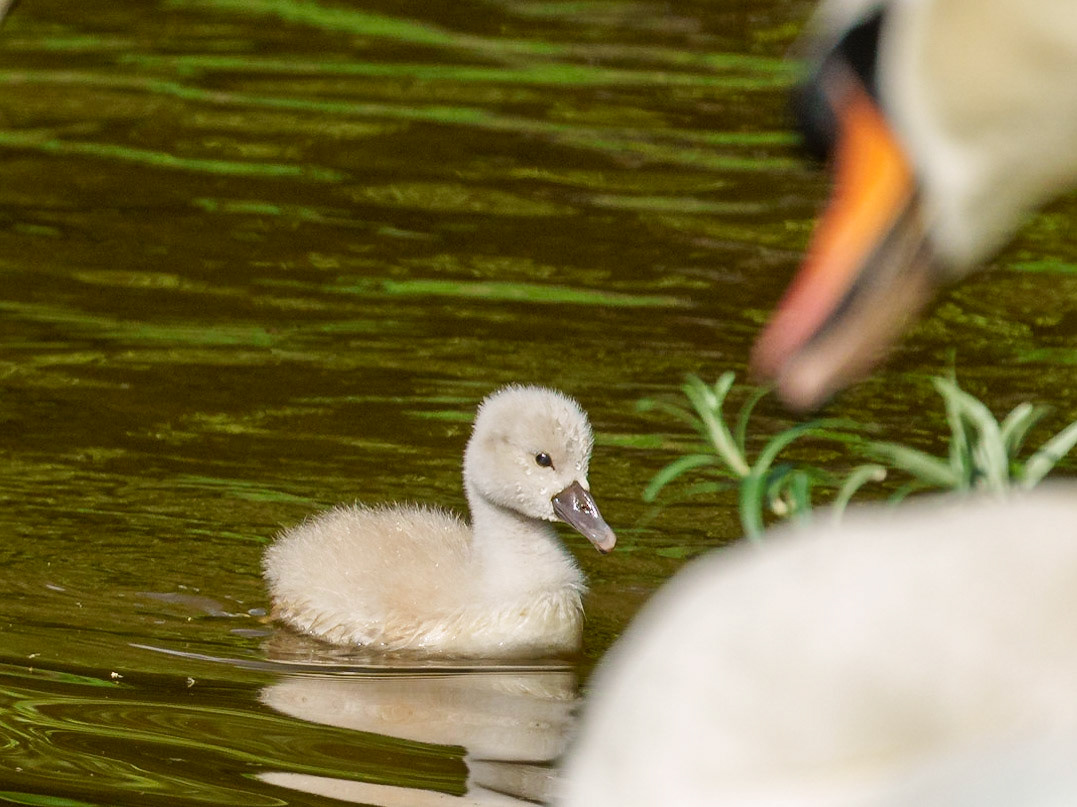 young swans 1/1500 Sek. bei ƒ / 8,0; ISO 640; 300 mm