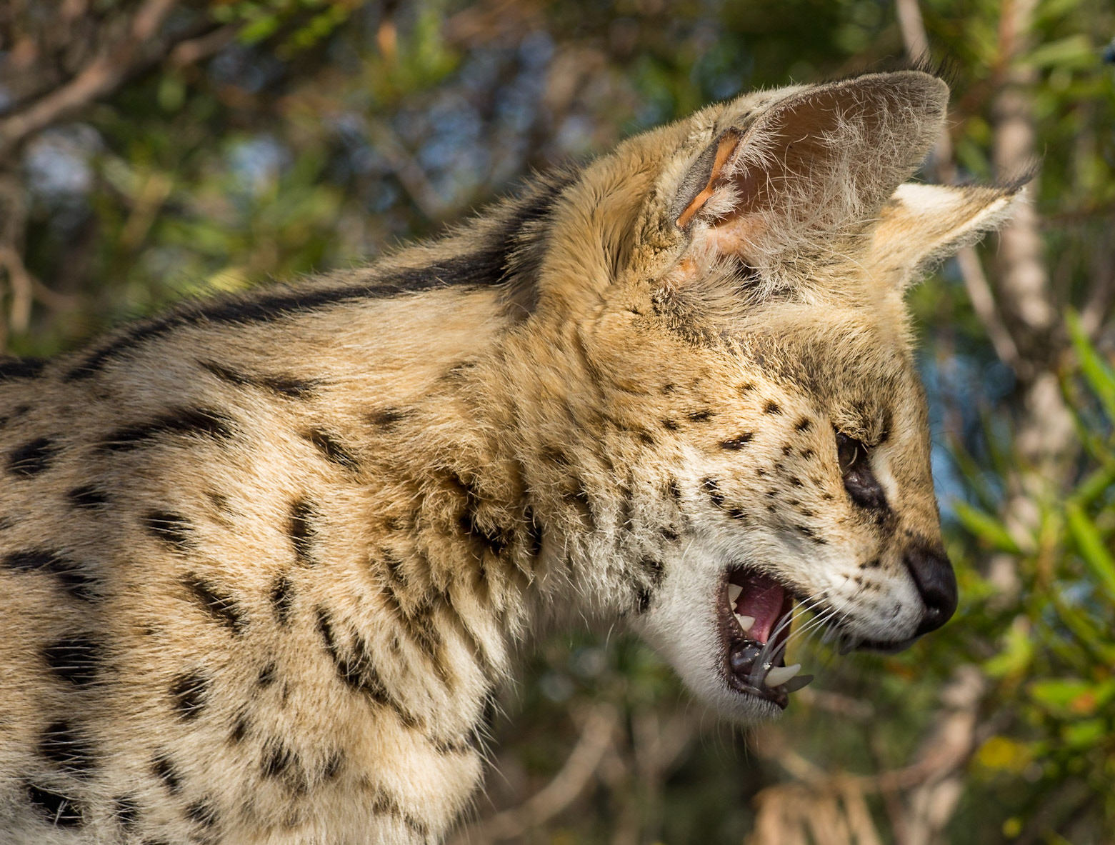 Serval - 1/125 Sek. bei ƒ / 9,0 - ISO 100 - 105 mm