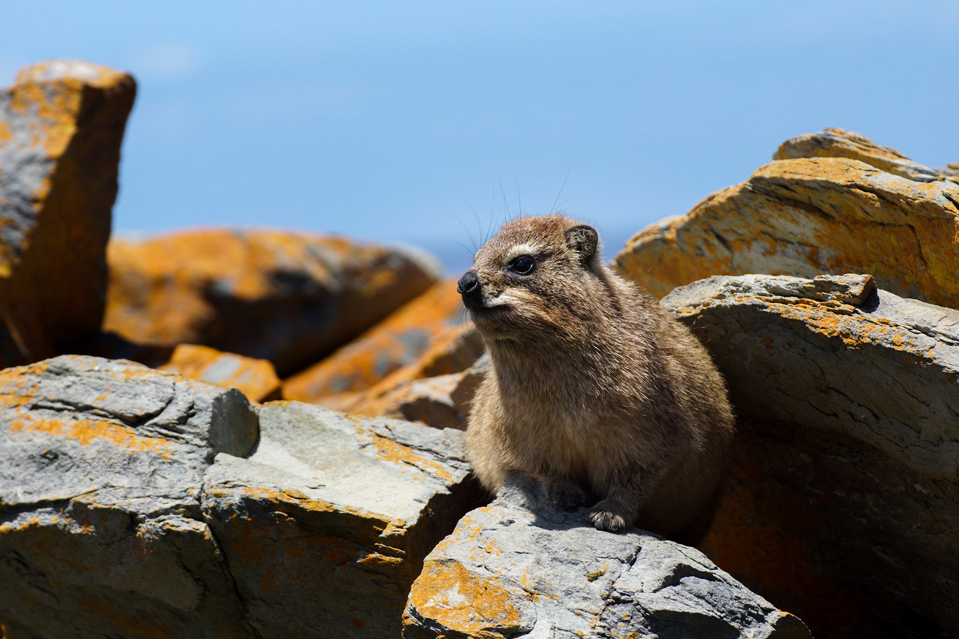 Dassie - 1/500 Sek. bei ƒ / 6,3 - ISO 100 - 225 mm