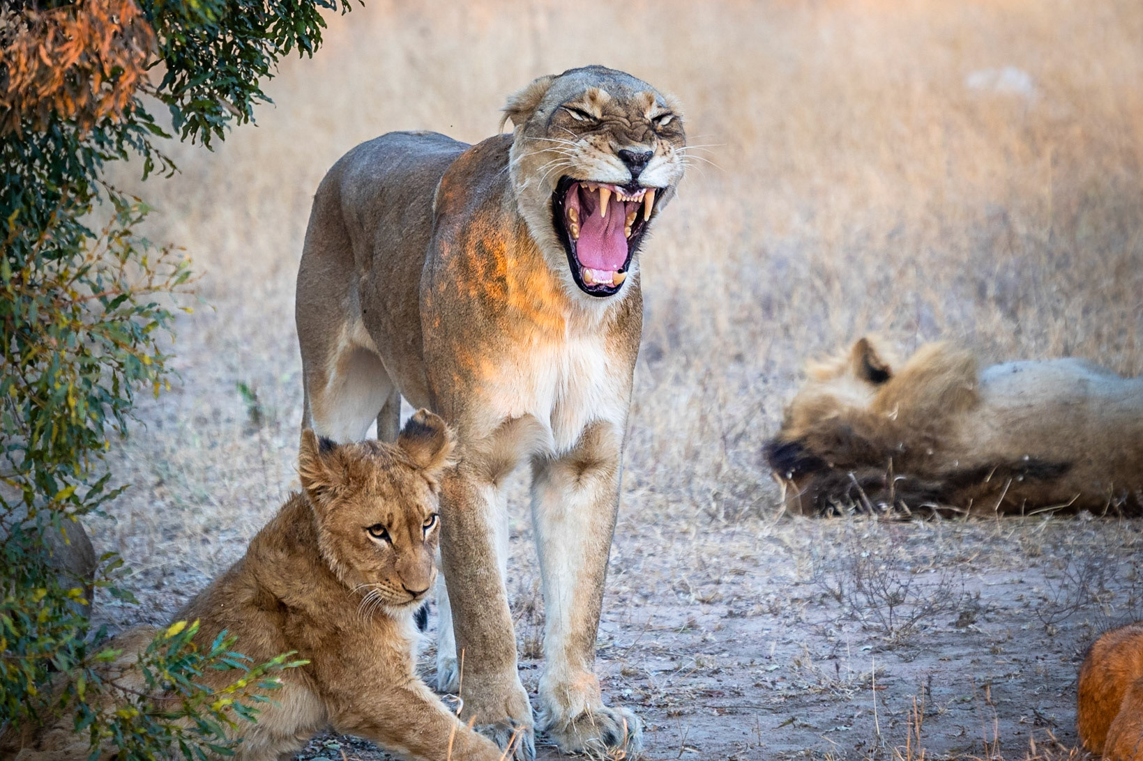 Stop! That's my baby - 1/400 Sek. bei ƒ / 5,6 - ISO 1000 - 203 mm