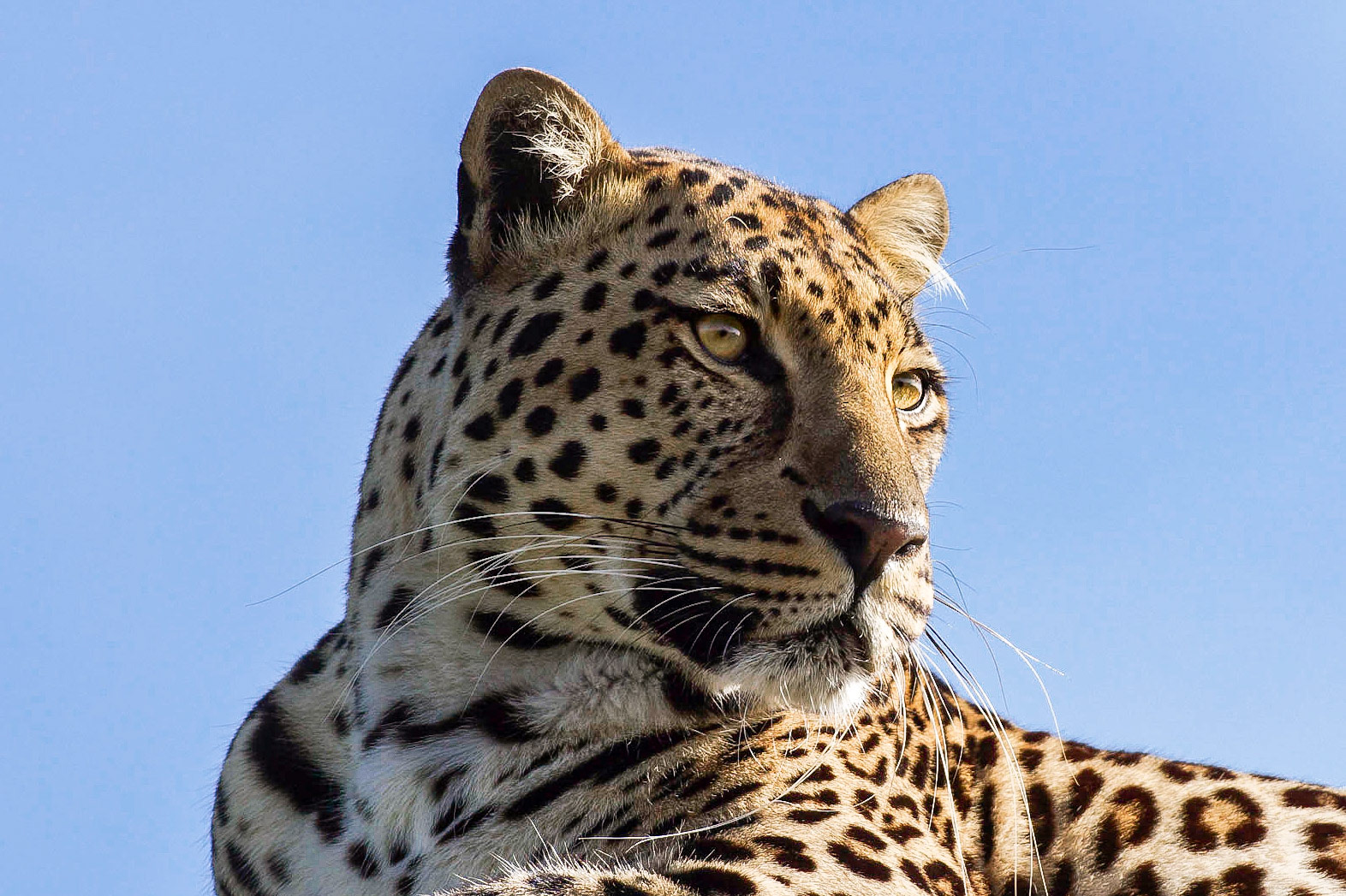 I'm hungry - 1/500 Sek. bei ƒ / 7,1 - ISO 100 - 240 mm