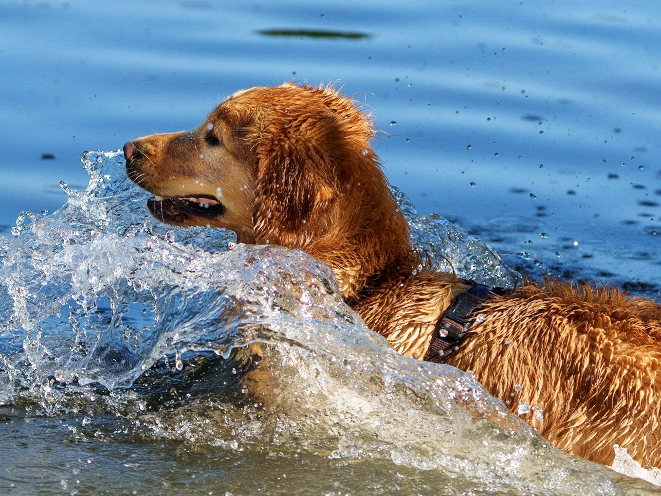 1/3000 Sek. bei ƒ / 5,6; ISO 800; 200 mm